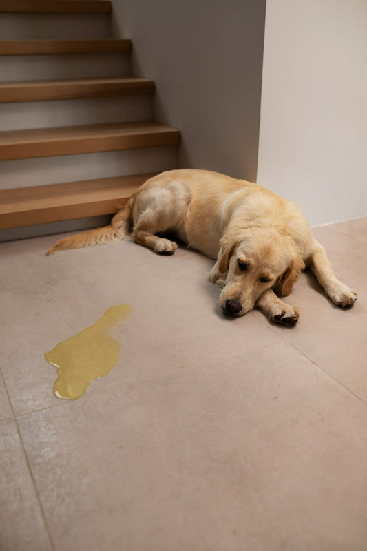 dog-urine-floor-indoor