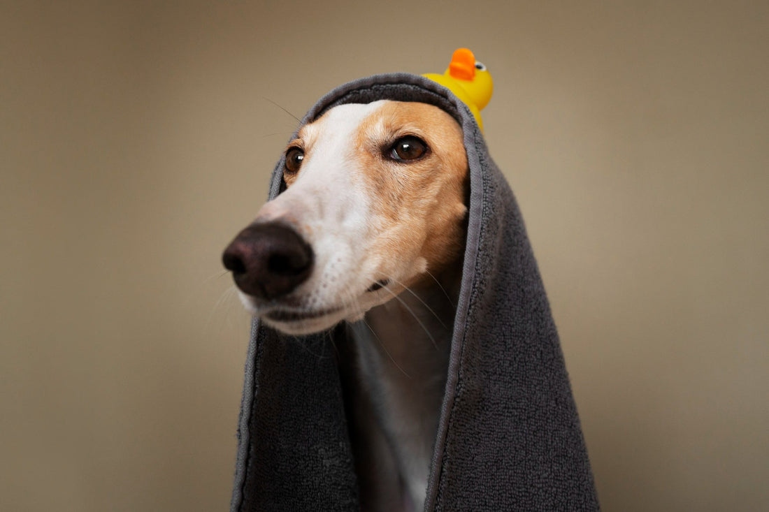 dog-with-towel-after-bath