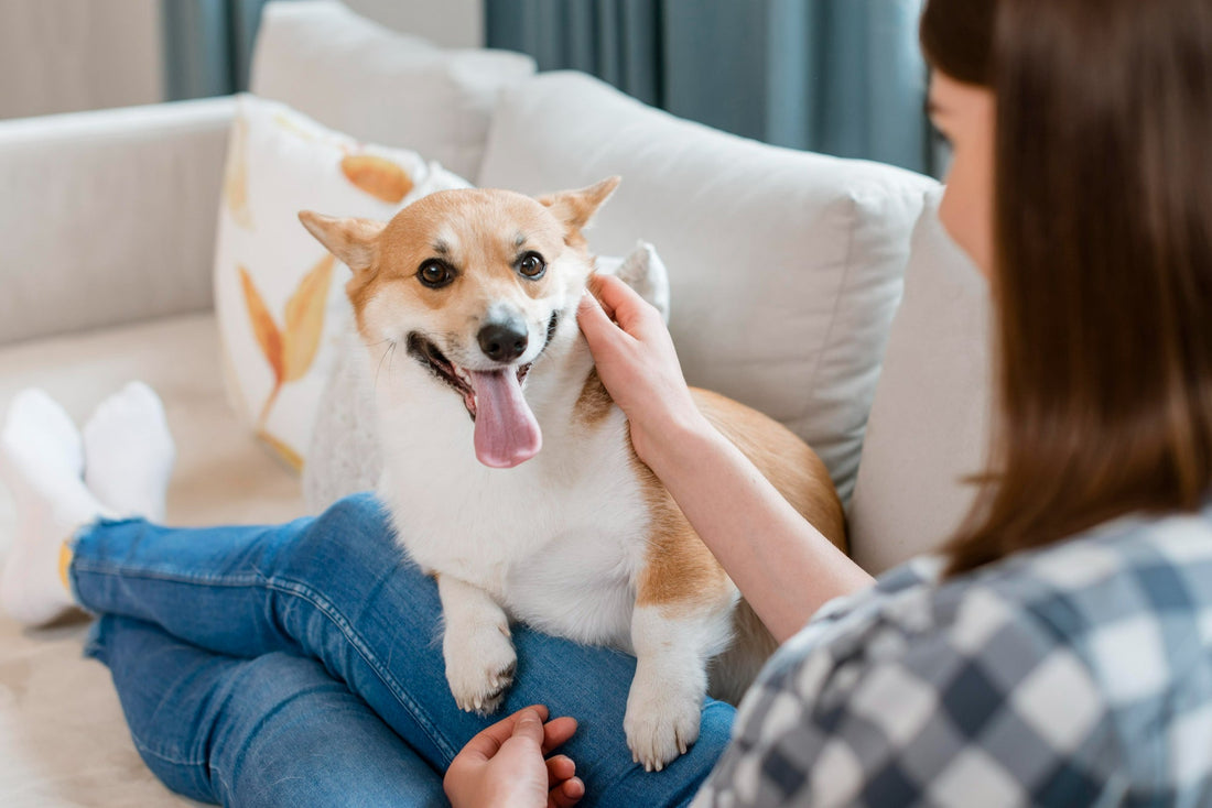 How to Keep Your Dog Comfortable After Surgery or Spay/Neuter