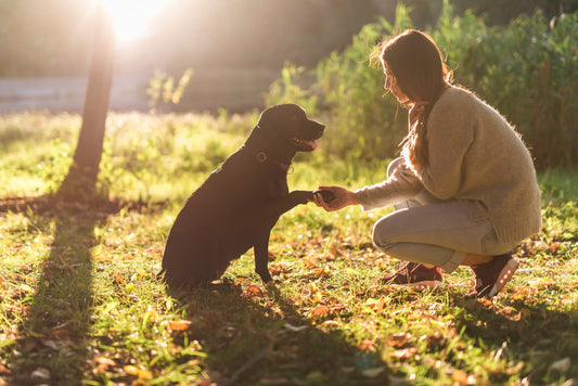 owner-dog-bonding