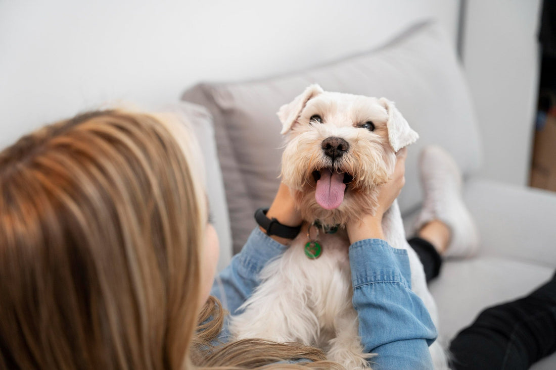happy-white-dog-with-owner