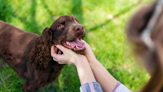 owner-petting-happy-german-spaniel