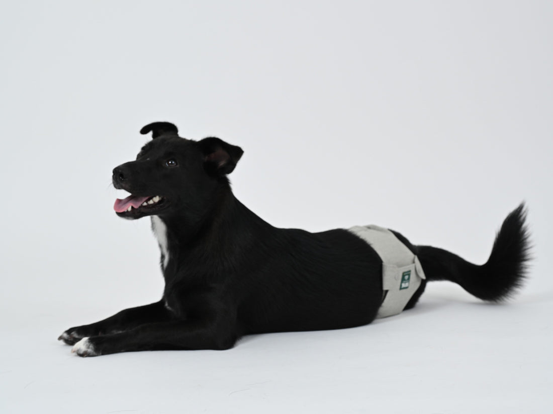 pawpang-fitmate-with-puppy2