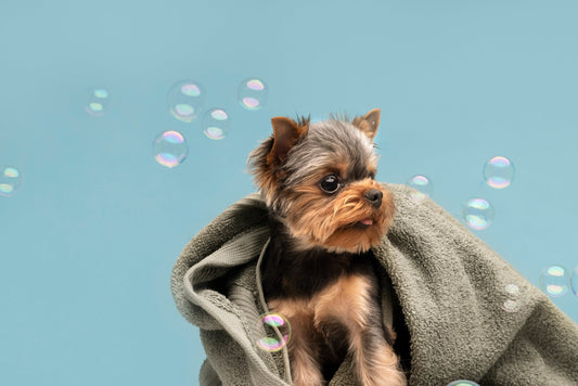pet-portrait-of-dog-with-bubbles