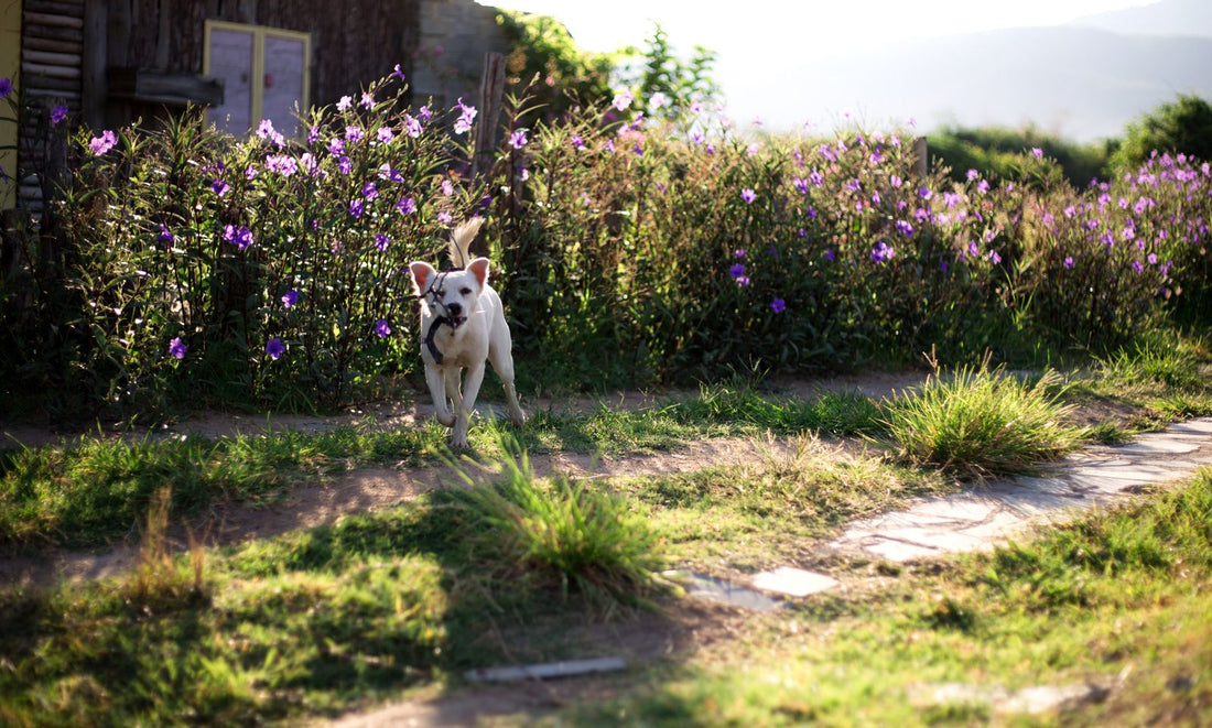 A cheerful husky walks on a bright park path during a comfortable diaper-care day.