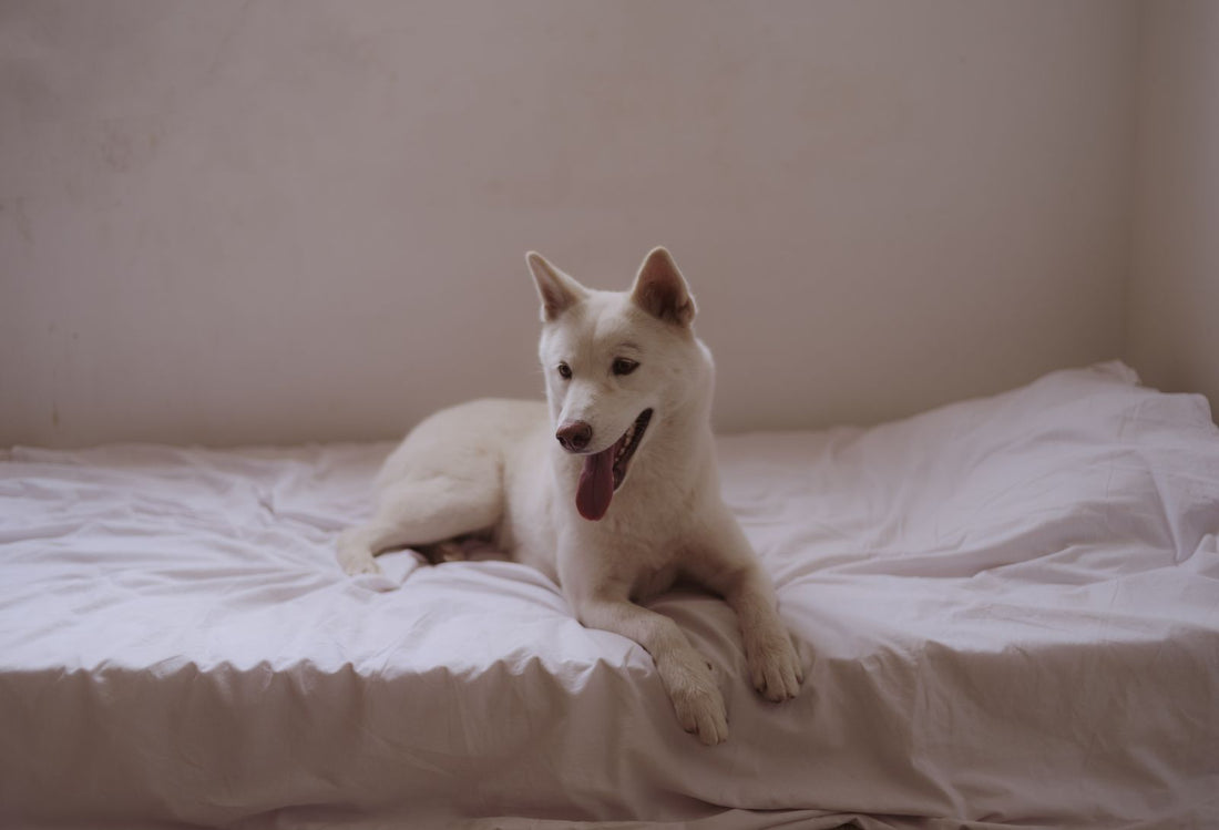A white senior dog rests comfortably on bright bedding after an overnight care routine.