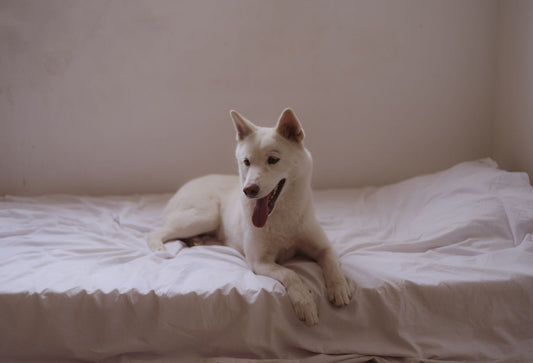 A white senior dog rests comfortably on bright bedding after an overnight care routine.