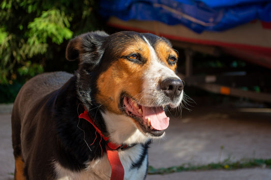 A smiling dog enjoys warm daylight after a calm and complete caregiver handoff.