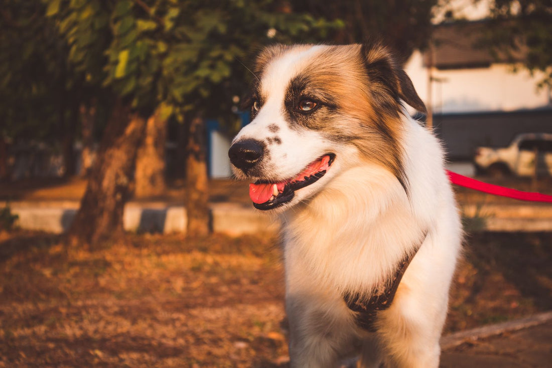 A leashed dog enjoys a sunny supervised walk while safely separated during a heat cycle.