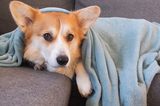 A calm dog resting under a blanket while a caregiver manages heat-cycle discharge at home.
