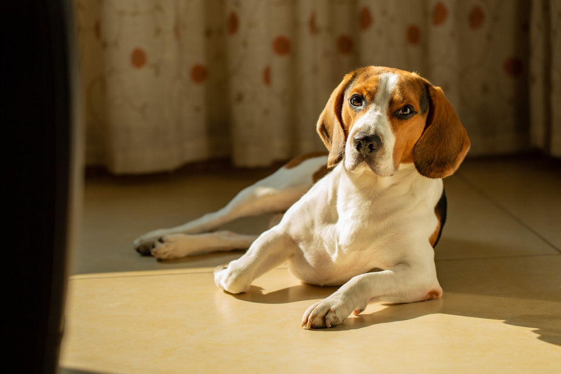 A beagle resting in warm indoor sunlight, a calm home scene for managing male dog marking routines.