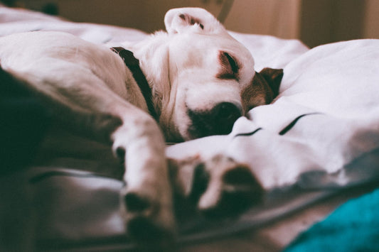 A senior dog sleeping peacefully on a clean bed shows the overnight hygiene routine this article helps owners manage.
