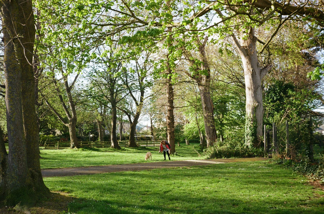 A happy dog walks beside its owner on a sunny green path during a gentle recovery day.