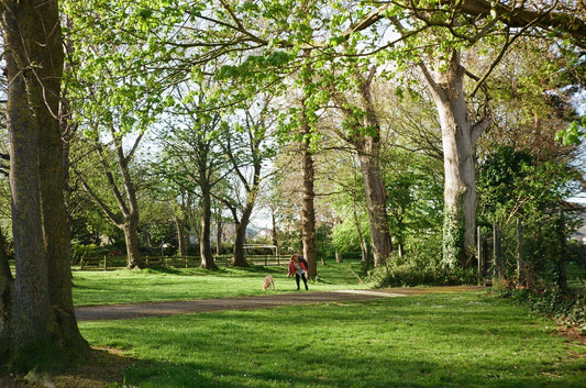 A happy dog walks beside its owner on a sunny green path during a gentle recovery day.