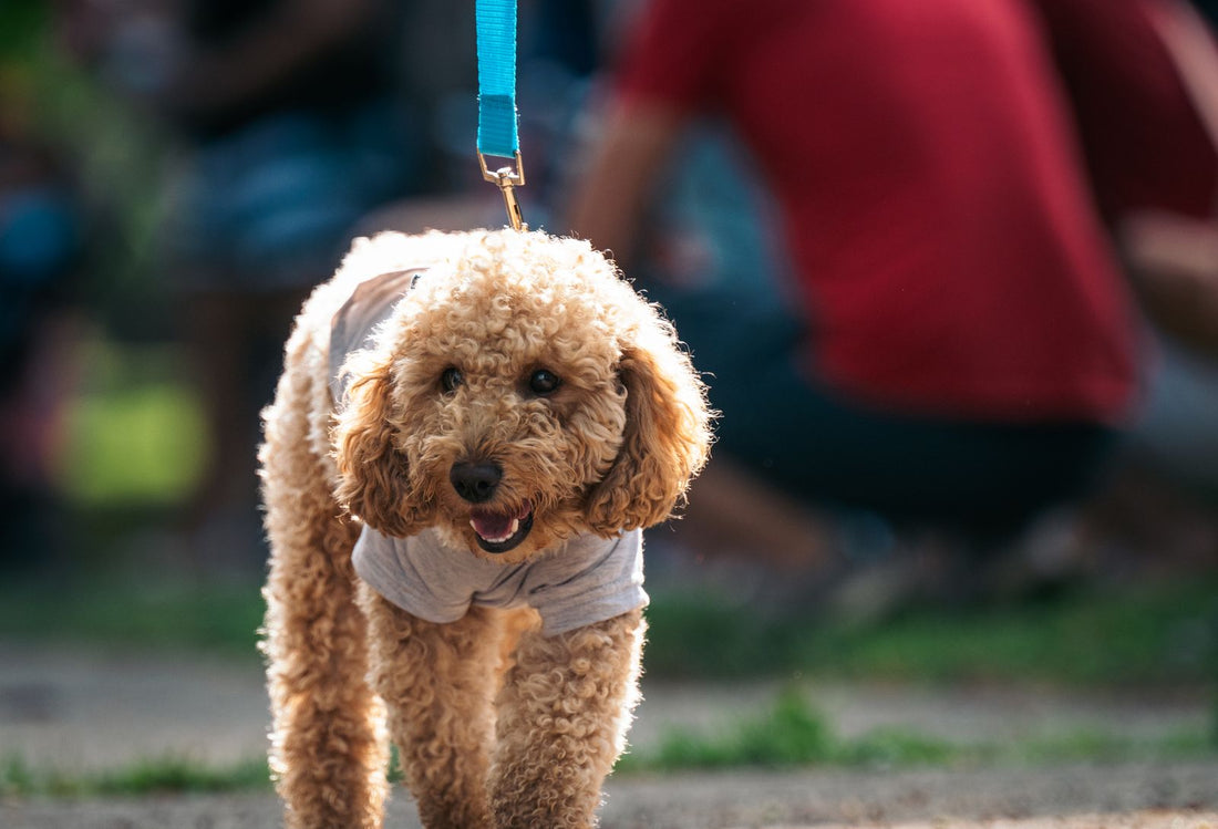 A cheerful poodle walks in a sunny park during a comfortable, well-managed heat cycle.