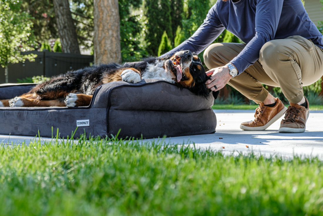 A happy senior Bernese Mountain Dog rests outdoors in warm sunlight after a comfortable night.