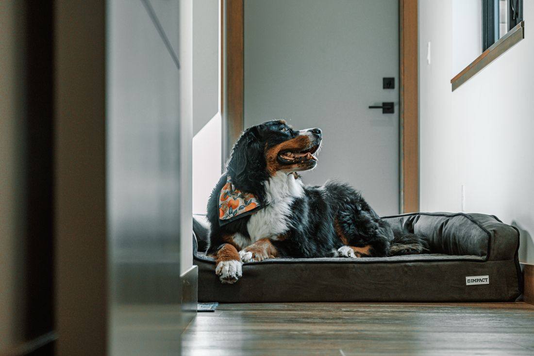 A Bernese Mountain Dog resting in a bright indoor bed, a positive home-care image for belly band questions.