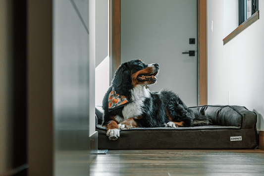 A Bernese Mountain Dog resting in a bright indoor bed, a positive home-care image for belly band questions.