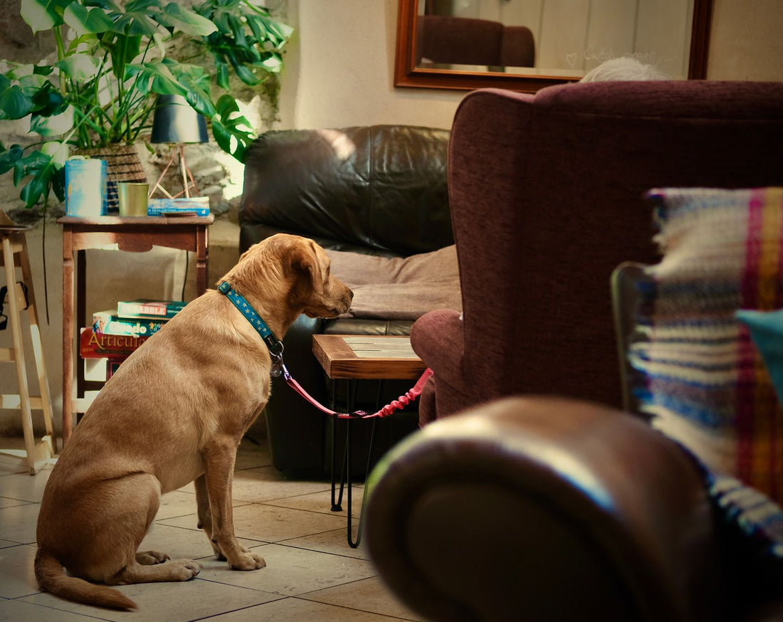 A brown dog sits calmly in a furnished living room while a pet parent observes the home environment.