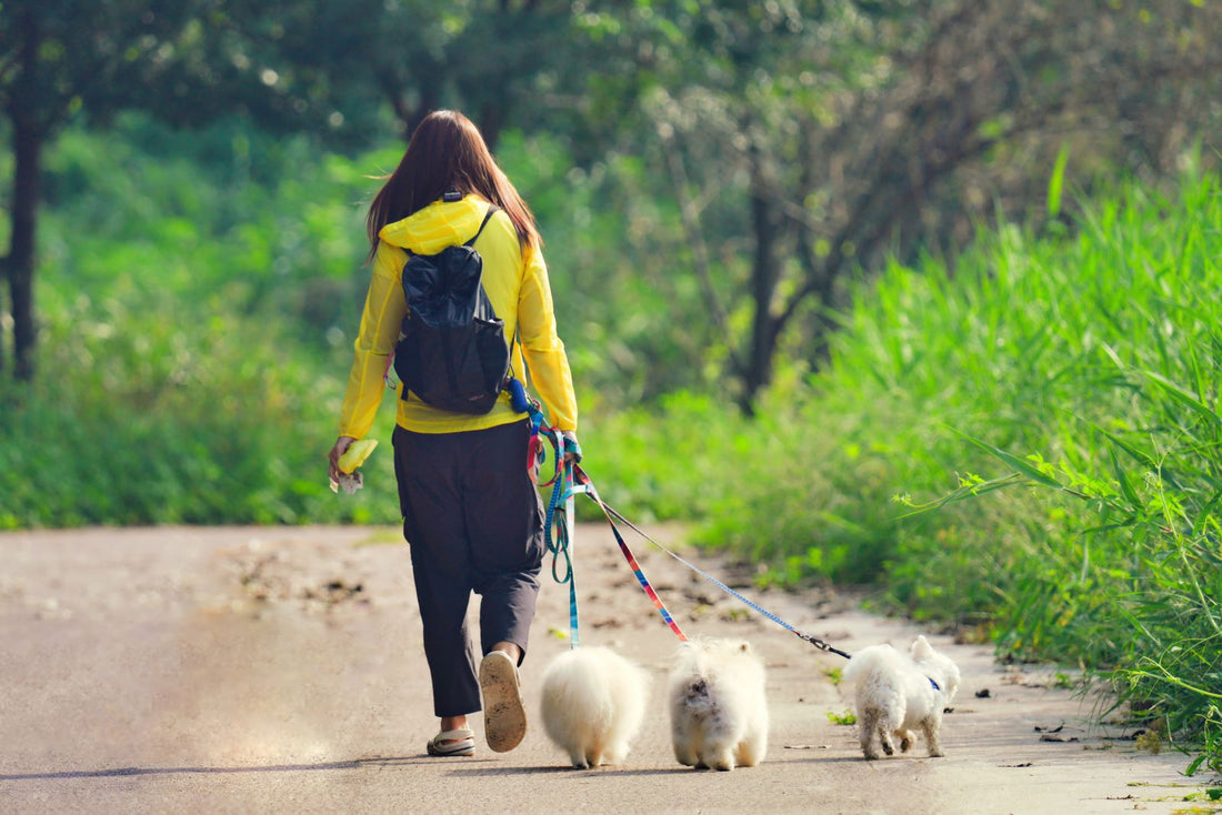 A dog walker guides fluffy dogs on a sunny path, matching a sitter handoff routine.