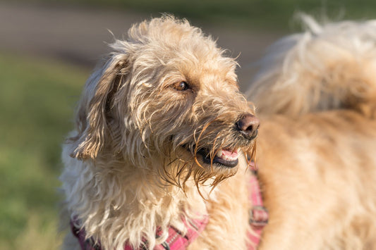 A happy golden labradoodle stands in a sunny park, showing the bright and cared-for mood of a dry dog diaper routine.