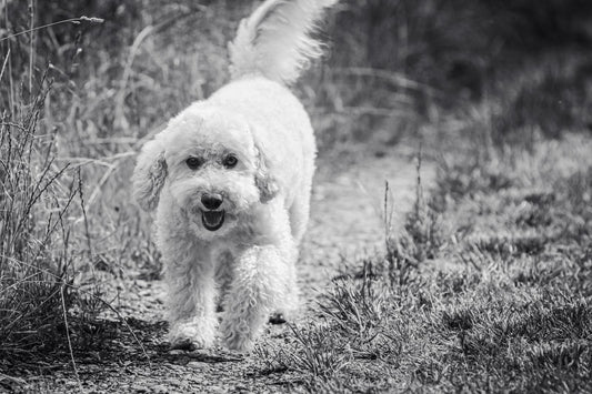 A white poodle walks along a sunny grassy path after a long stretch at home with the right protection layers in place.