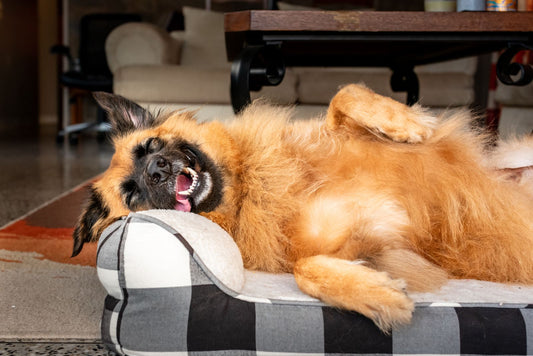 A cheerful older dog naps comfortably in a bright room during a gentle overnight care routine.