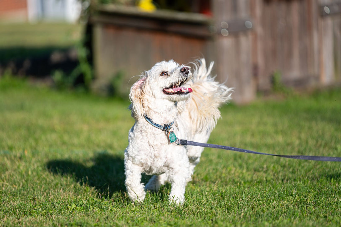 A happy white dog plays outdoors in sunshine, reflecting a diaper routine built for comfort and daily observation.