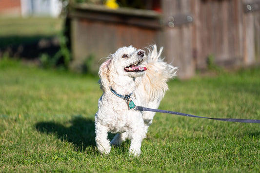 A happy white dog plays outdoors in sunshine, reflecting a diaper routine built for comfort and daily observation.