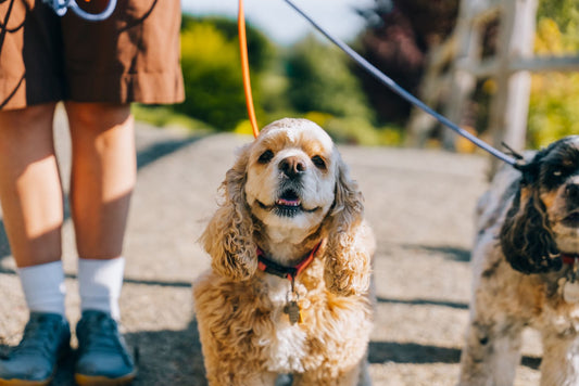 Two cocker spaniels begin a sunny walk before their pet parent's long workday.