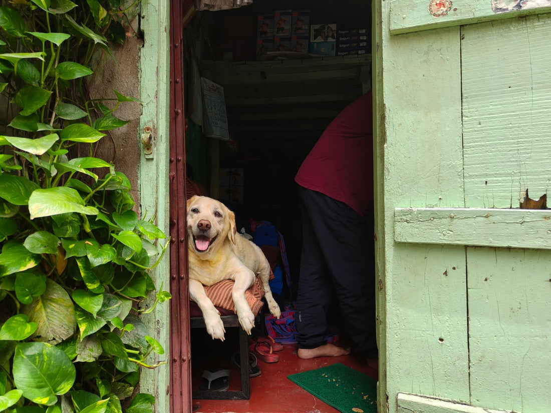 A cheerful Labrador rests near a bright doorway before a long workday routine begins.