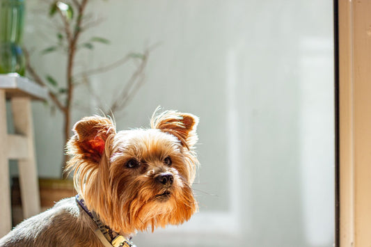 A curious Yorkshire Terrier stands in a bright room prepared for a calm heat-cycle care routine.