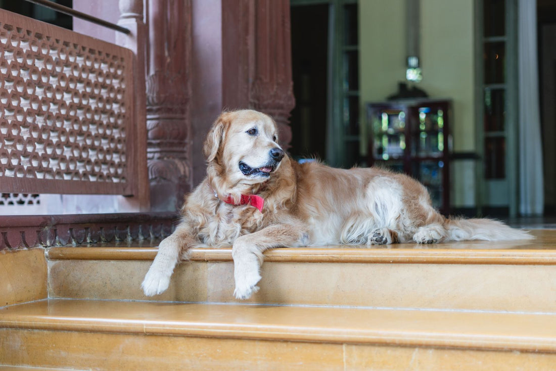 A golden retriever waits outside a bright travel stay where a dog diaper kit is ready.