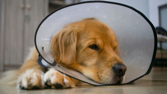 A calm golden retriever wearing a veterinary cone rests indoors during a bright post-surgery recovery routine.