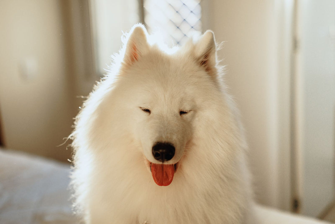 A bright Samoyed sits in soft indoor light before an owner leaves for work.