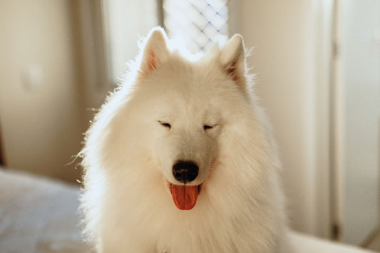 A bright Samoyed sits in soft indoor light before an owner leaves for work.