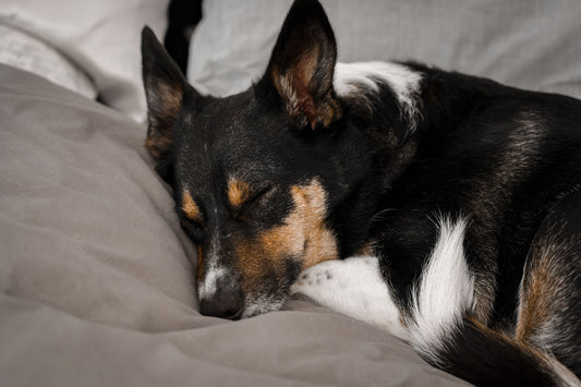 A senior dog asleep on soft grey bedding shows the overnight setup this waterproof cover, diaper, and liner comparison protects.