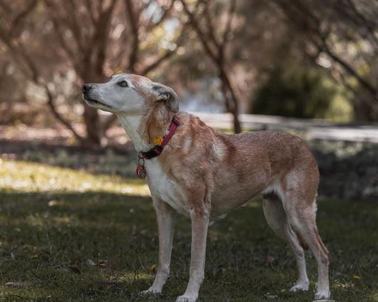 A senior dog stands in warm outdoor light, matching a hopeful article about nighttime care routines.