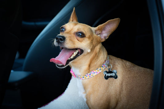 A cheerful brown dog sits upright in a car before a road trip with a planned diaper routine.