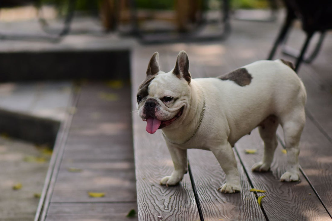 A playful French Bulldog stands on a bright patio before a carefully planned day at home.