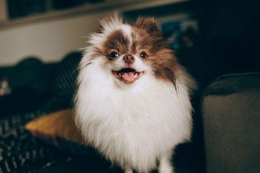 A cheerful Pomeranian stands alert in a bright home after an indoor marking incident has been cleaned.