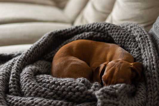 A dog curled on a sofa blanket while an owner learns a first-week heat diaper routine.