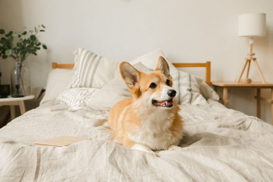 A corgi lying on a bright bed, a clean home context for comparing marking protection options.