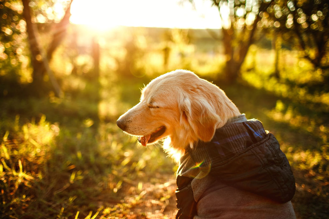A cheerful golden retriever sits in sunlit grass, matching a hopeful first-month senior dog care story.