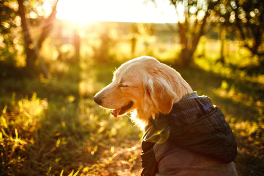 A cheerful golden retriever sits in sunlit grass, matching a hopeful first-month senior dog care story.