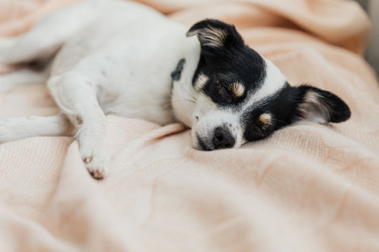 A senior dog sleeps soundly on a soft bed overnight, the window an evening and morning diaper check routine is built around.