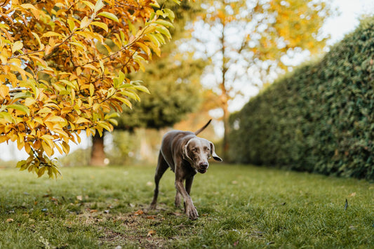 A dog walks through a warm green garden, matching a myth-busting article that keeps senior care hopeful.