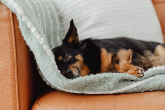 A small dog resting on a sofa blanket during a quiet indoor heat-cycle care routine.