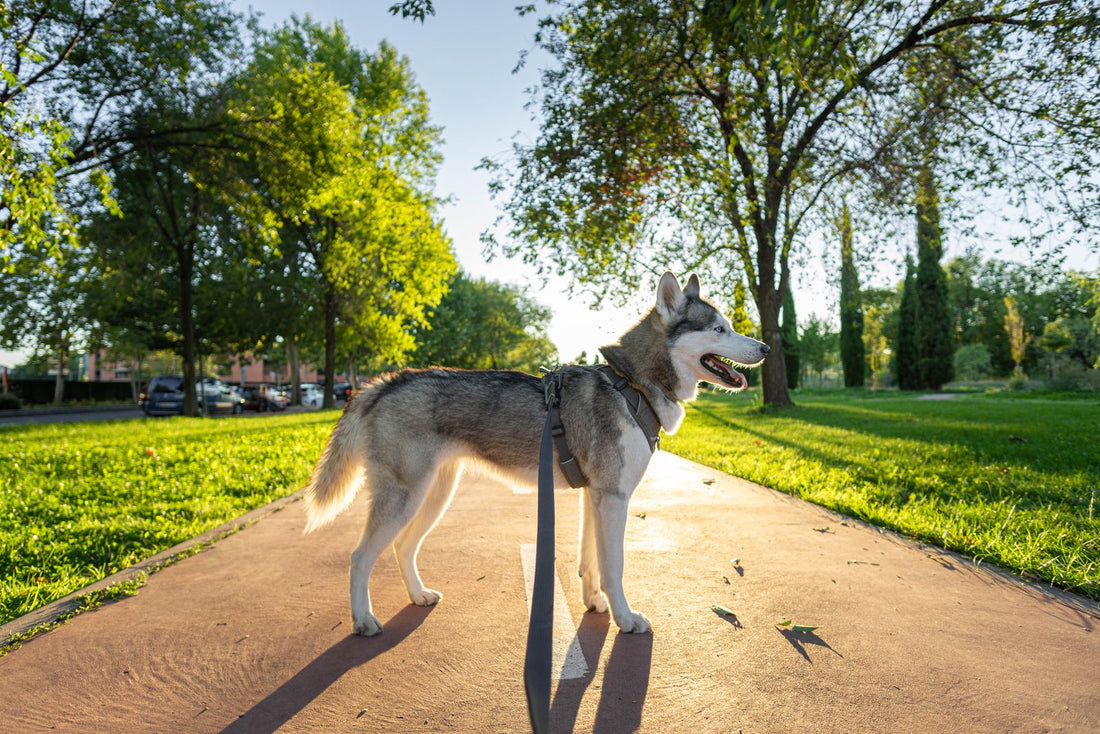 A cheerful husky walks on a bright park path during a comfortable diaper-care day.
