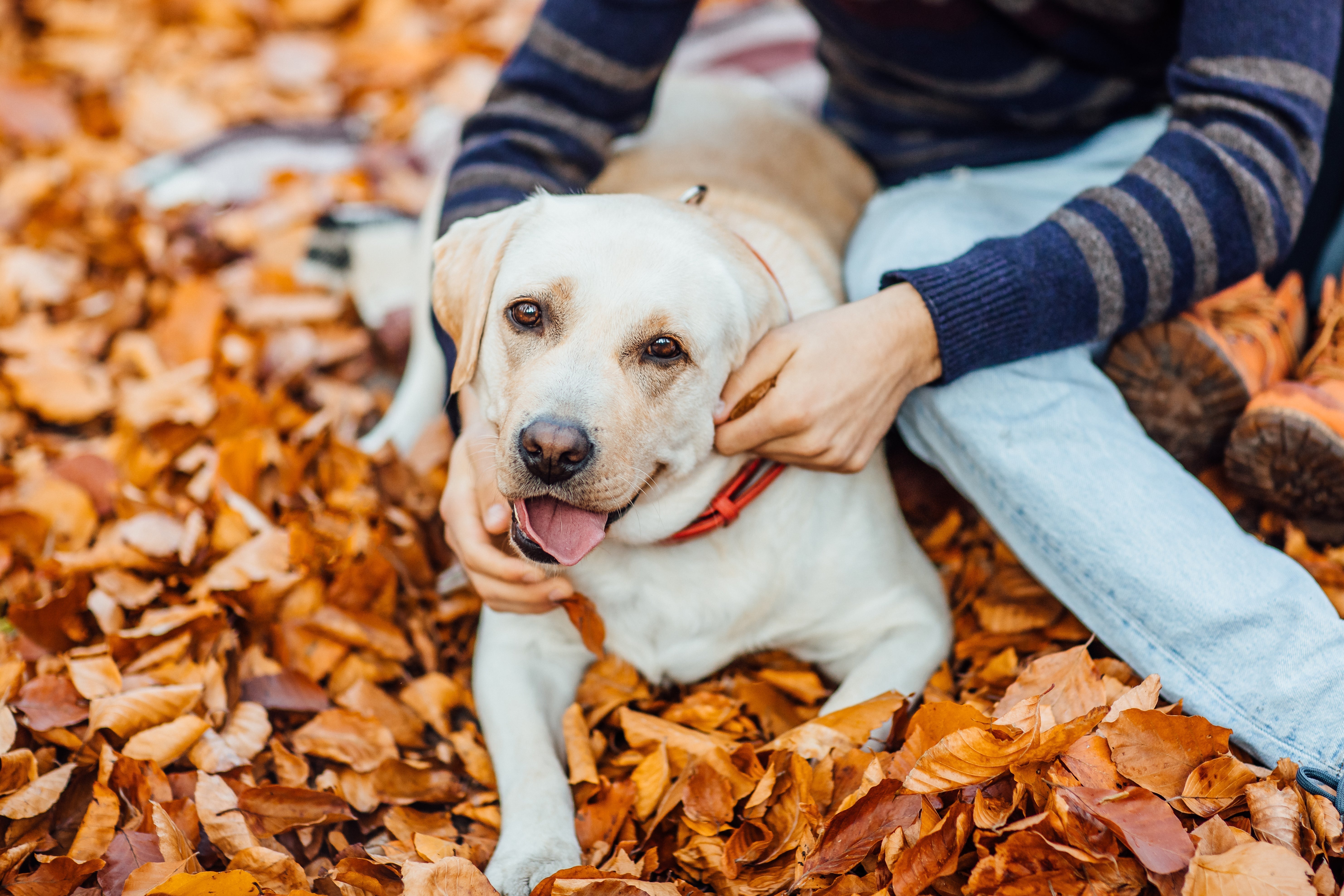 Labrador Daily Routine Back to Routine Dog Care: Stress-Free Solutions with PAWPANG Diaper Liners